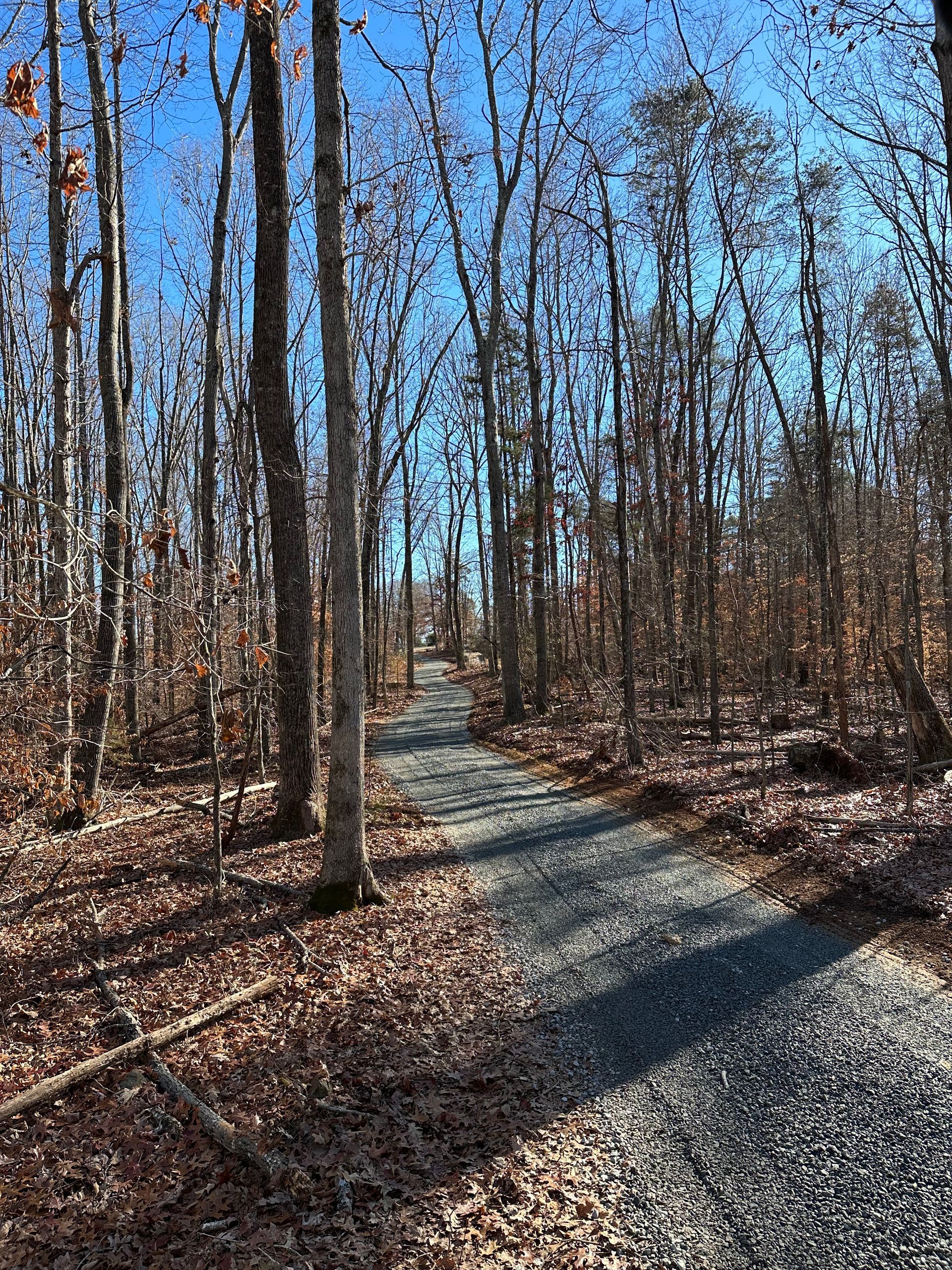 A dirt road going through a forest on a sunny day.