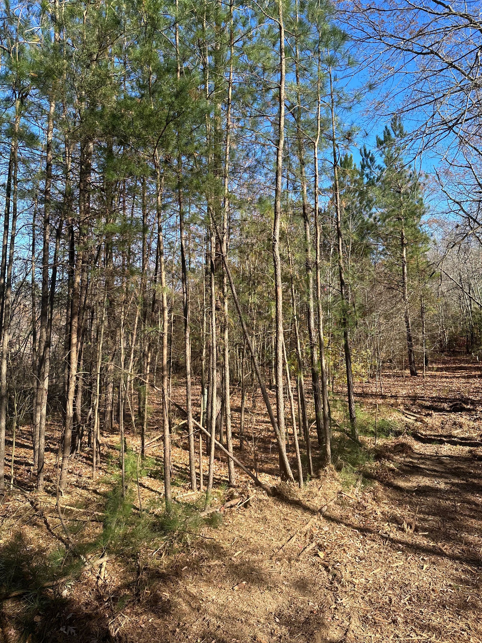 A forest filled with lots of trees and leaves on a sunny day.