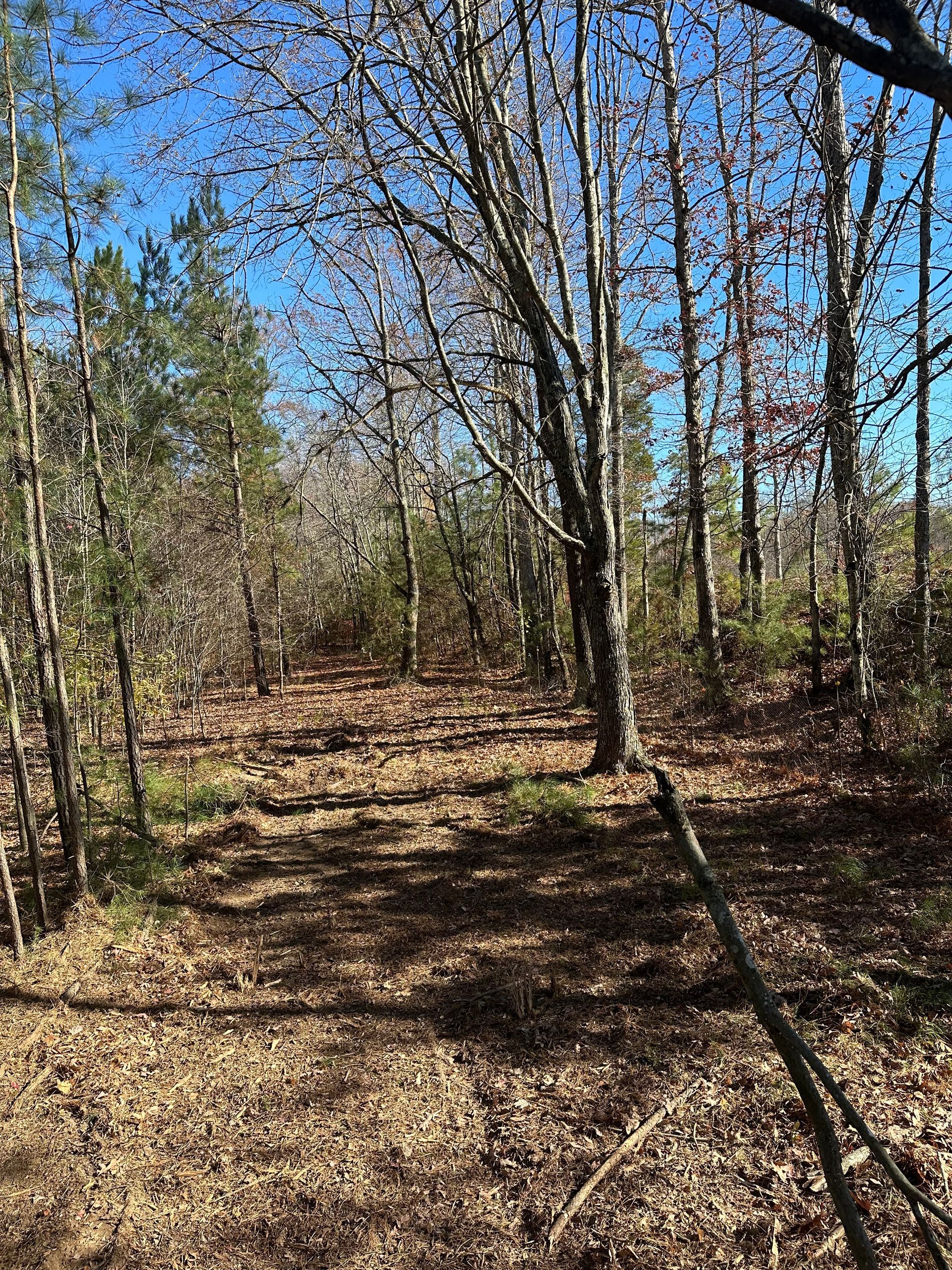A path in the middle of a forest with trees and leaves on the ground.