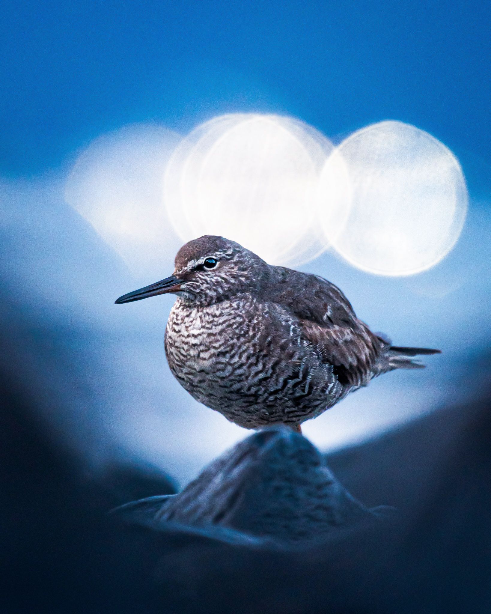 Josh Hauge: Shorebirds image