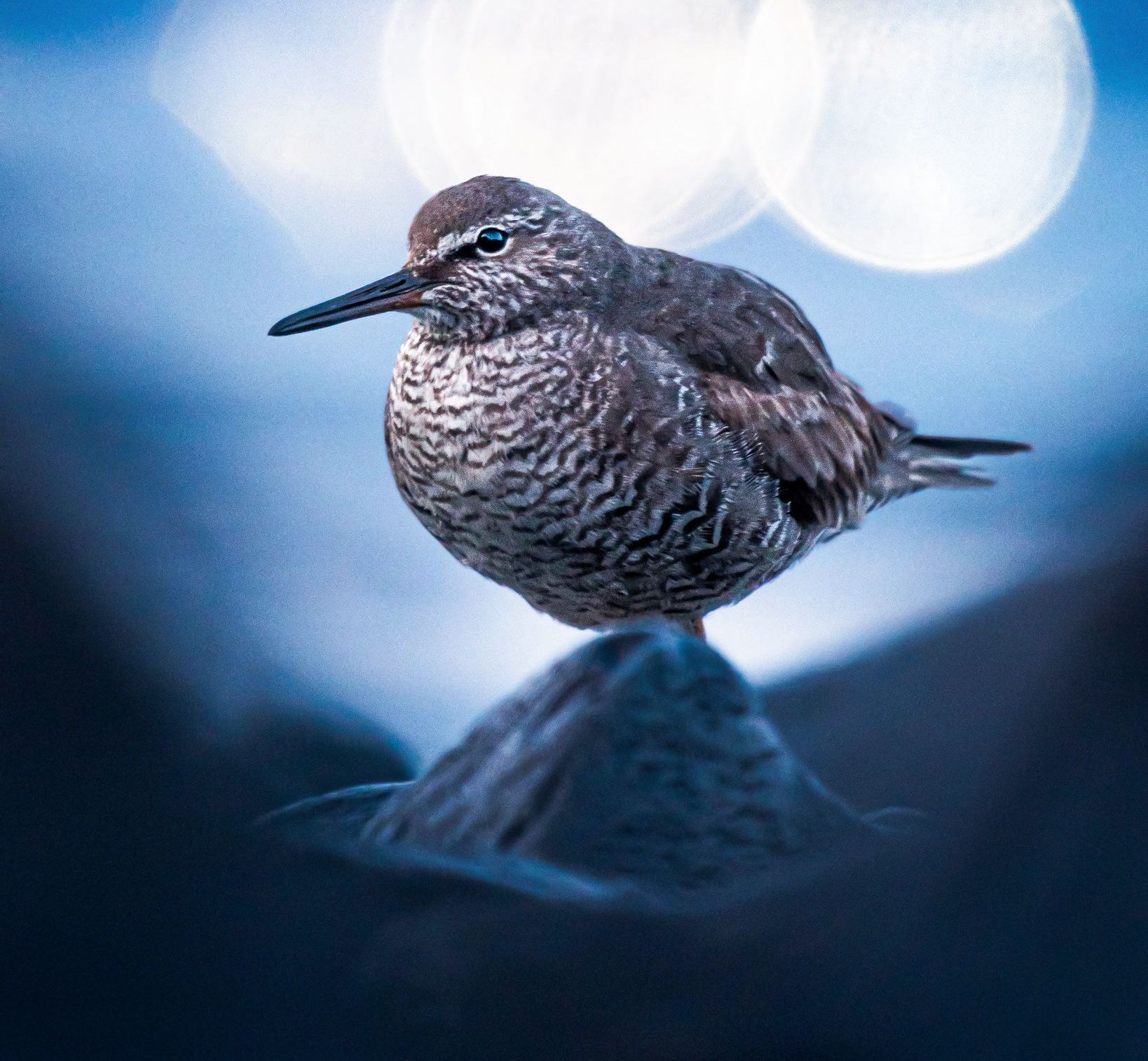 Josh Hauge: Shorebirds image