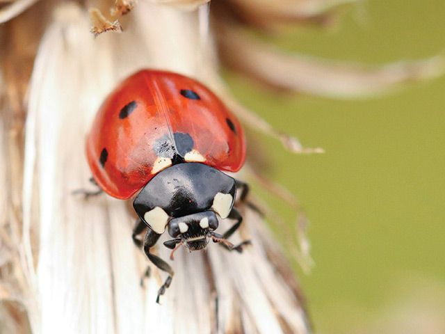 Macro Photography image