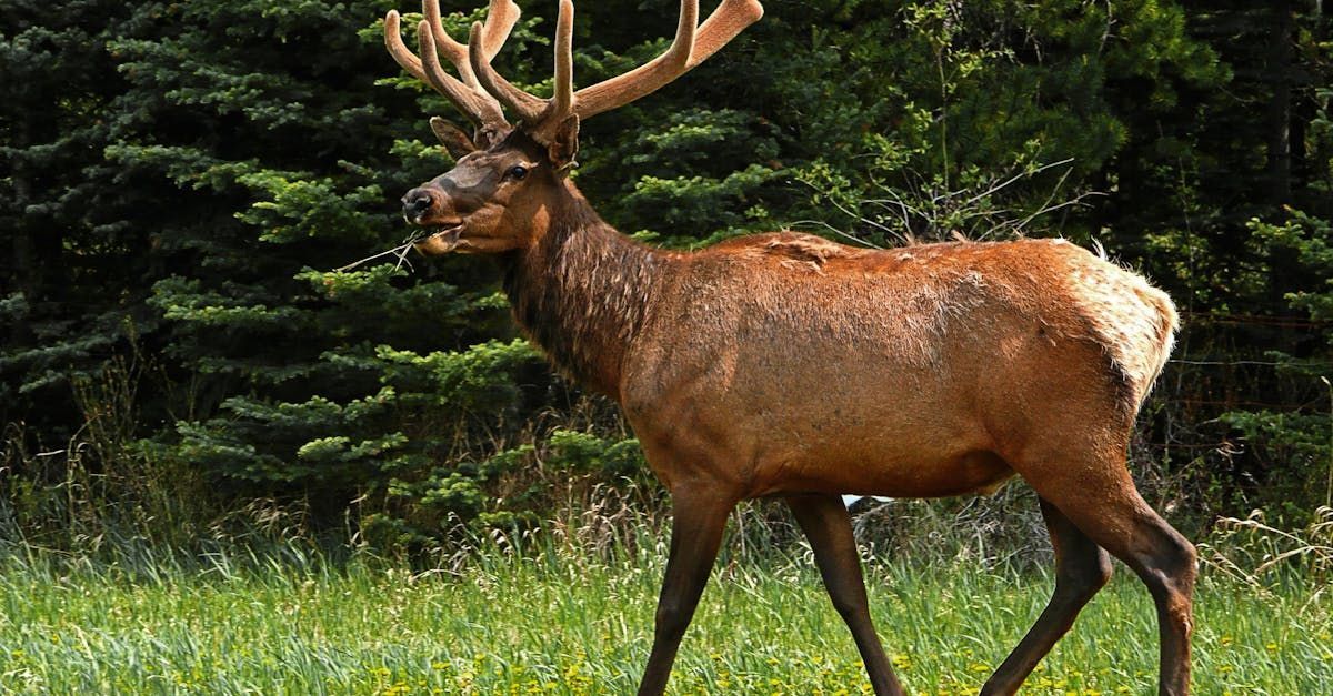 Elk in the Wild - Workshop image