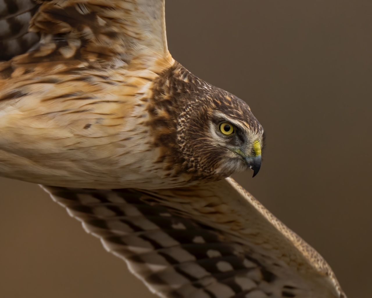 Rick Fitcher: Birds of Prey image
