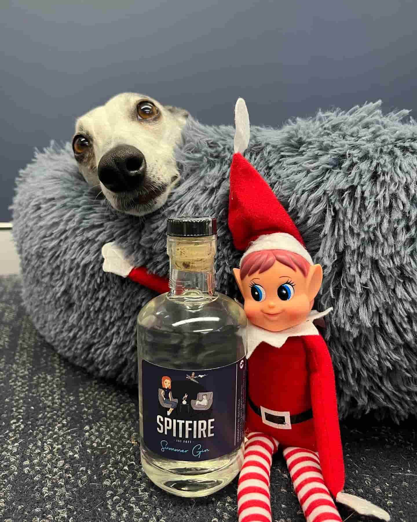 A Dog is Laying on a Dog Bed Next to a Bottle of Spitfire Gin — Spitfire Chemicals Pty Ltd in Rutherford, NSW