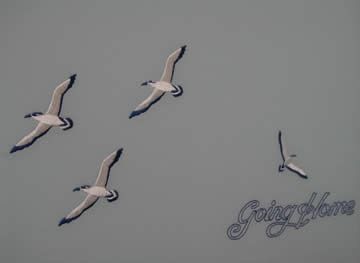 Four seagulls flying in a gray sky with 