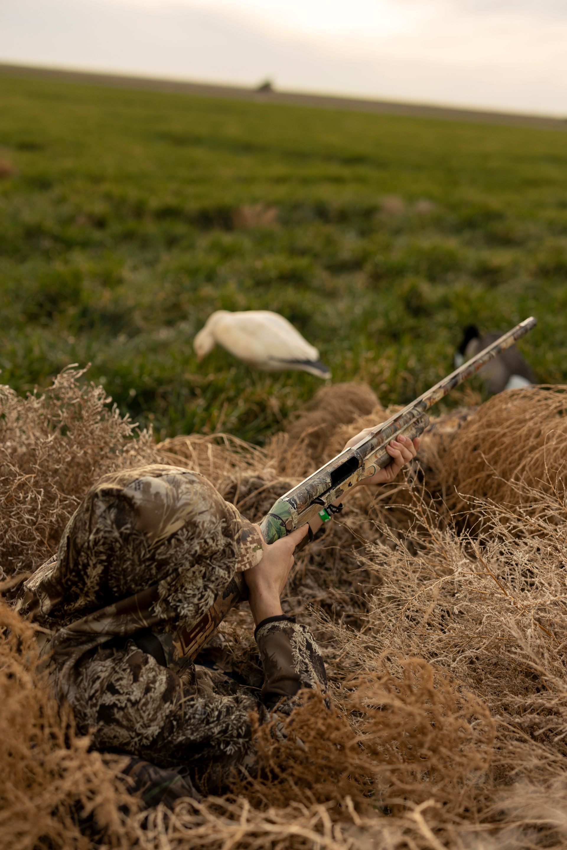 Hunter aiming a shotgun from a blind in a field, near decoys. Camouflage attire blends with tall, dry grass.