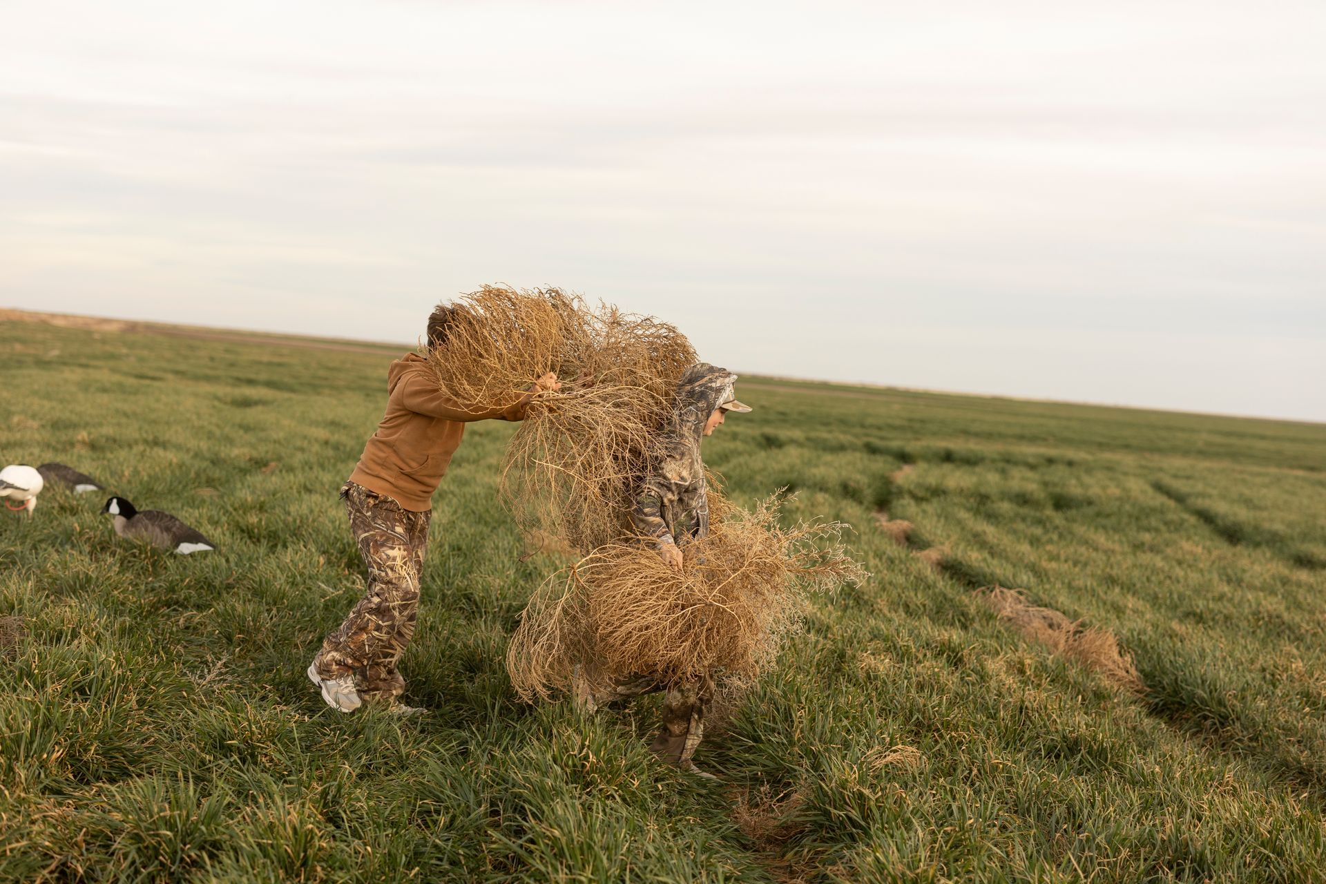 Person in camouflage arranging brush on grassy field. Decoys visible.