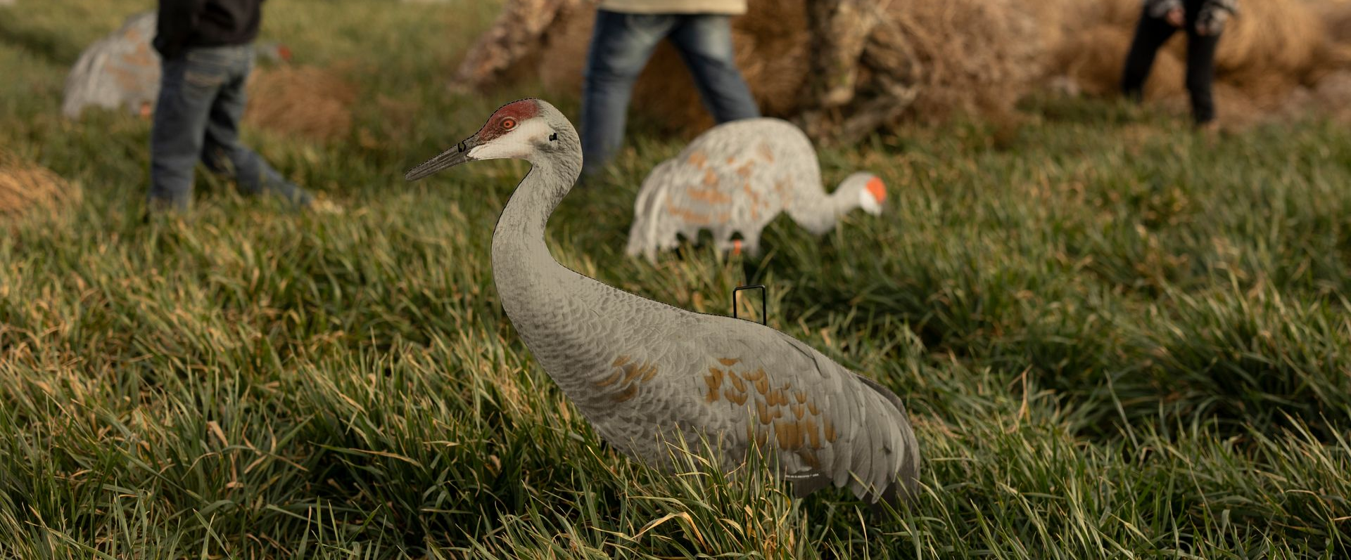 A sandhill crane standing in a grassy field with two people walking in the background.