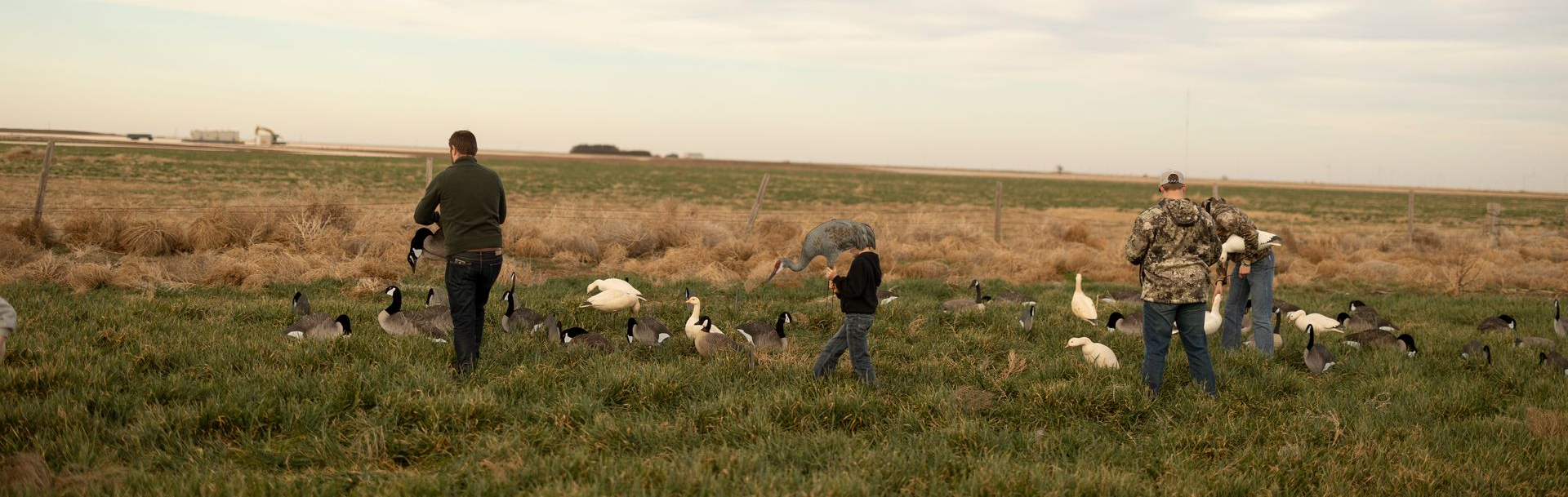 People in a field setting with geese, potentially hunting.