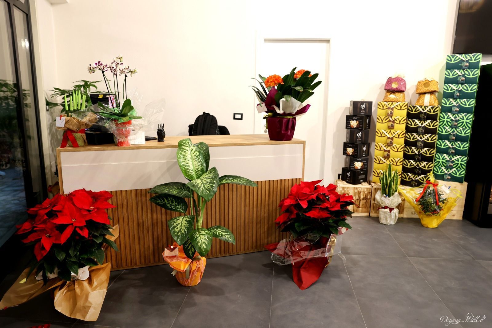 Un bancone della reception decorato con stelle di Natale rosse e piante in vaso, con pile di scatole regalo contro una parete bianca.