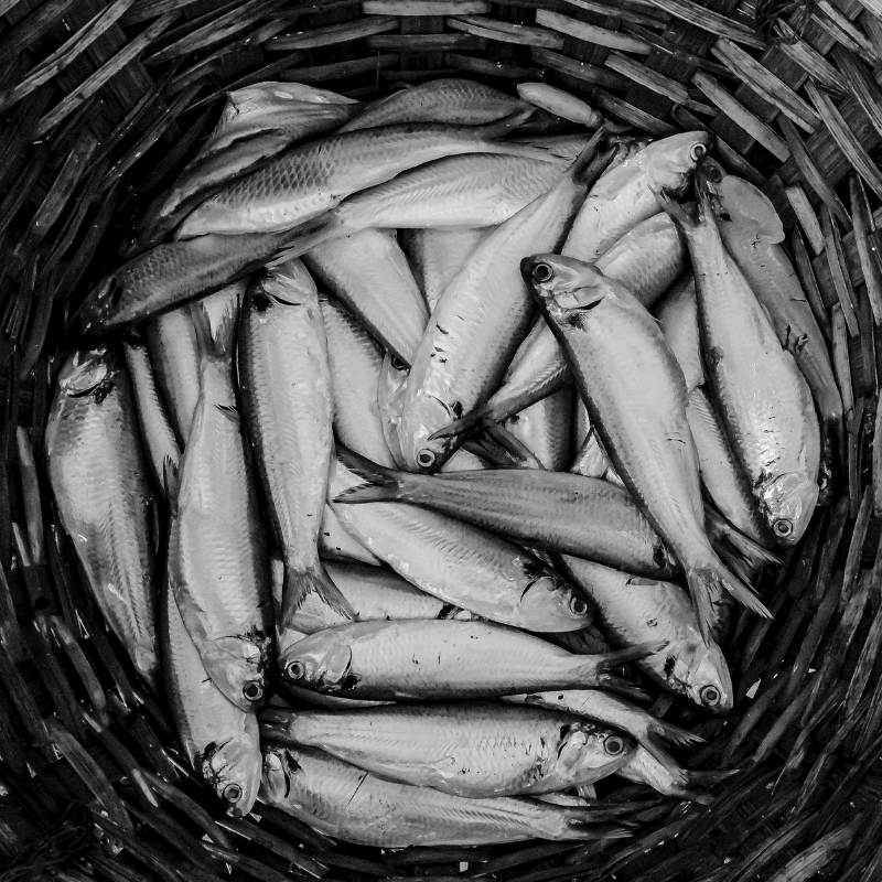 Basket of fish, likely herring, in a woven basket; black and white.