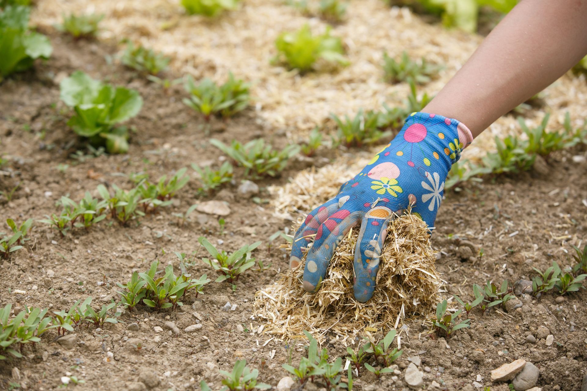 Person wearing blue gardening gloves, spreading mulch in a garden bed with small plants.