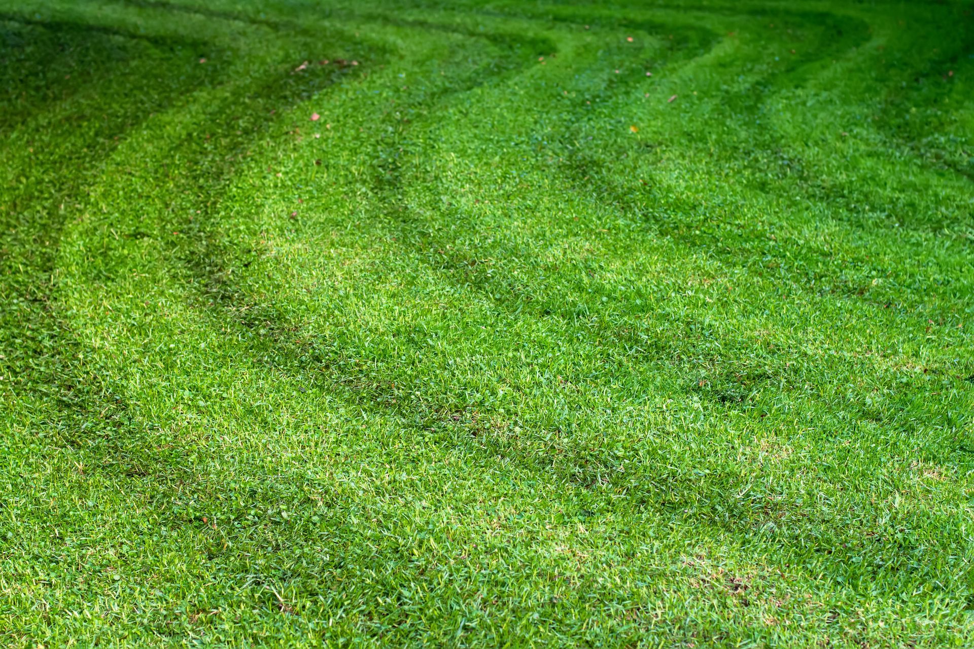Lush green lawn with curved mowing patterns.