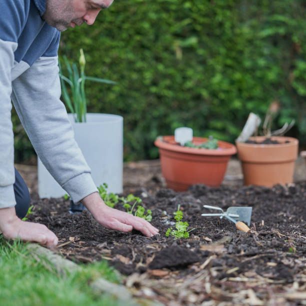 Man planting in a garden bed; potted plants and tools are nearby.