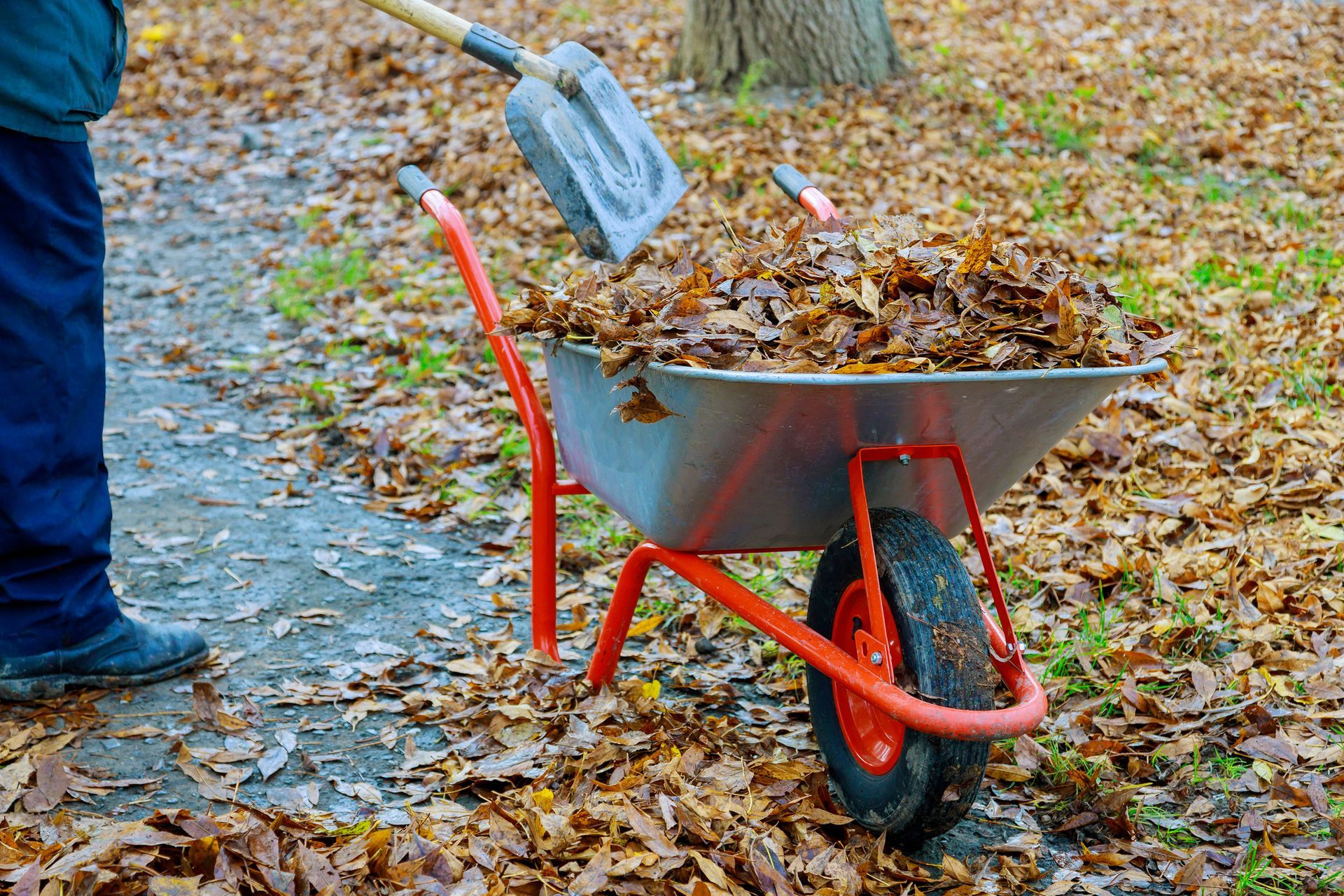 Person shovels leaves into a wheelbarrow in a yard, autumn foliage.