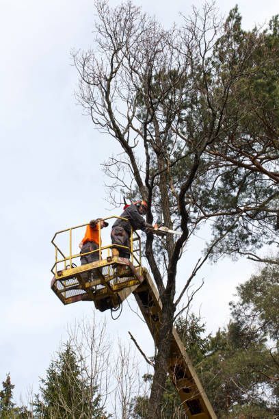 Two workers in a lift trimming a tall tree with a chainsaw on an overcast day.