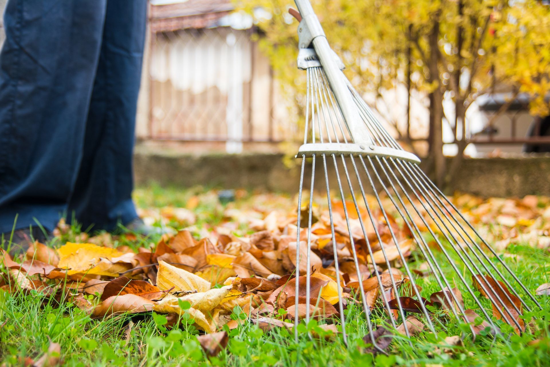 Person raking fallen yellow leaves on green grass. Fall foliage in a backyard.