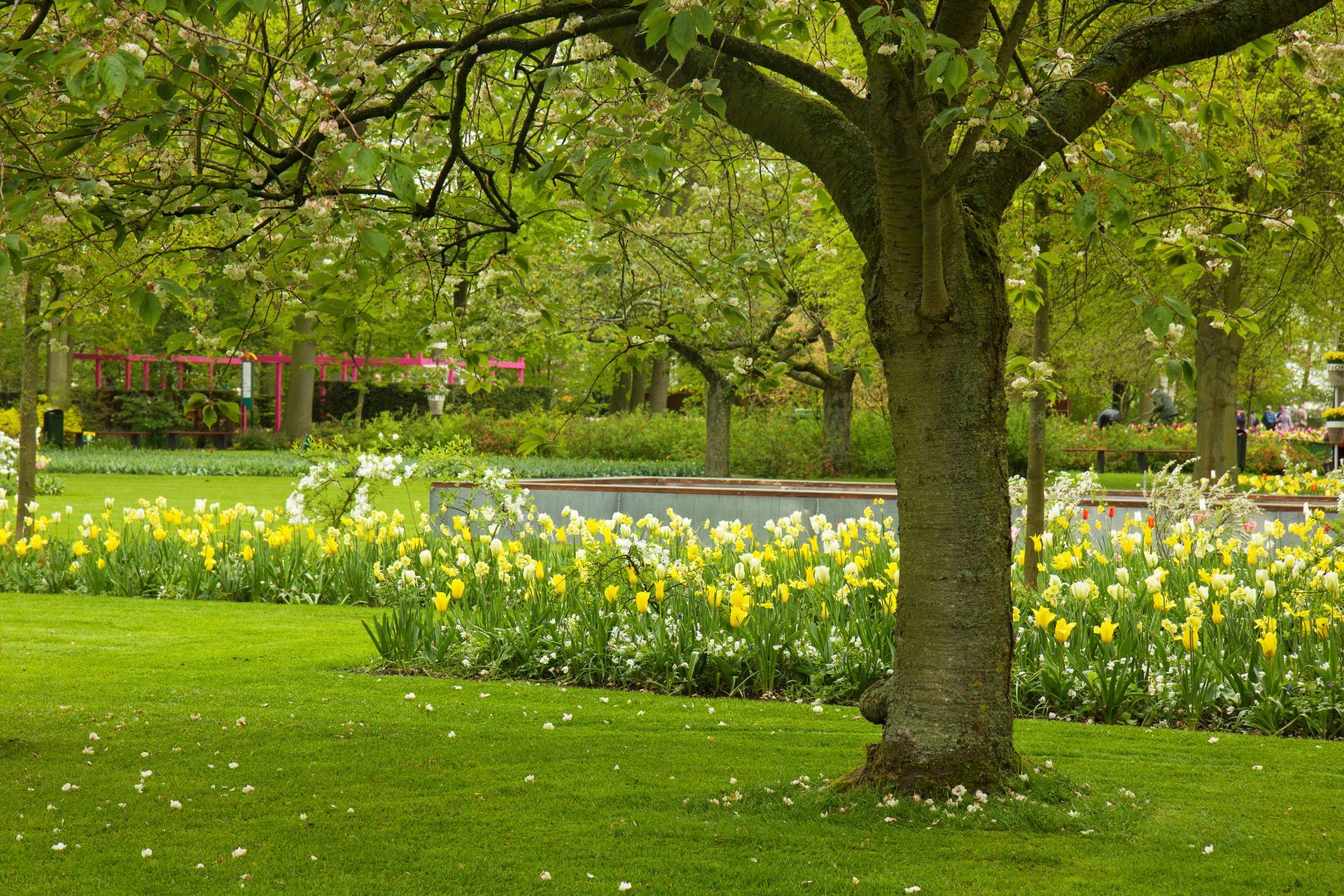 Lush green park with yellow flowers and trees, a red bridge in the distance.