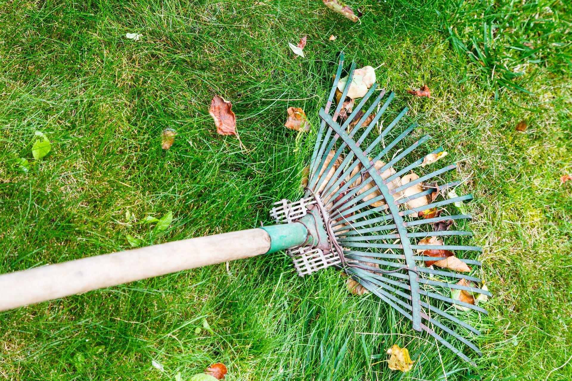 A rake with some leaves on green grass.