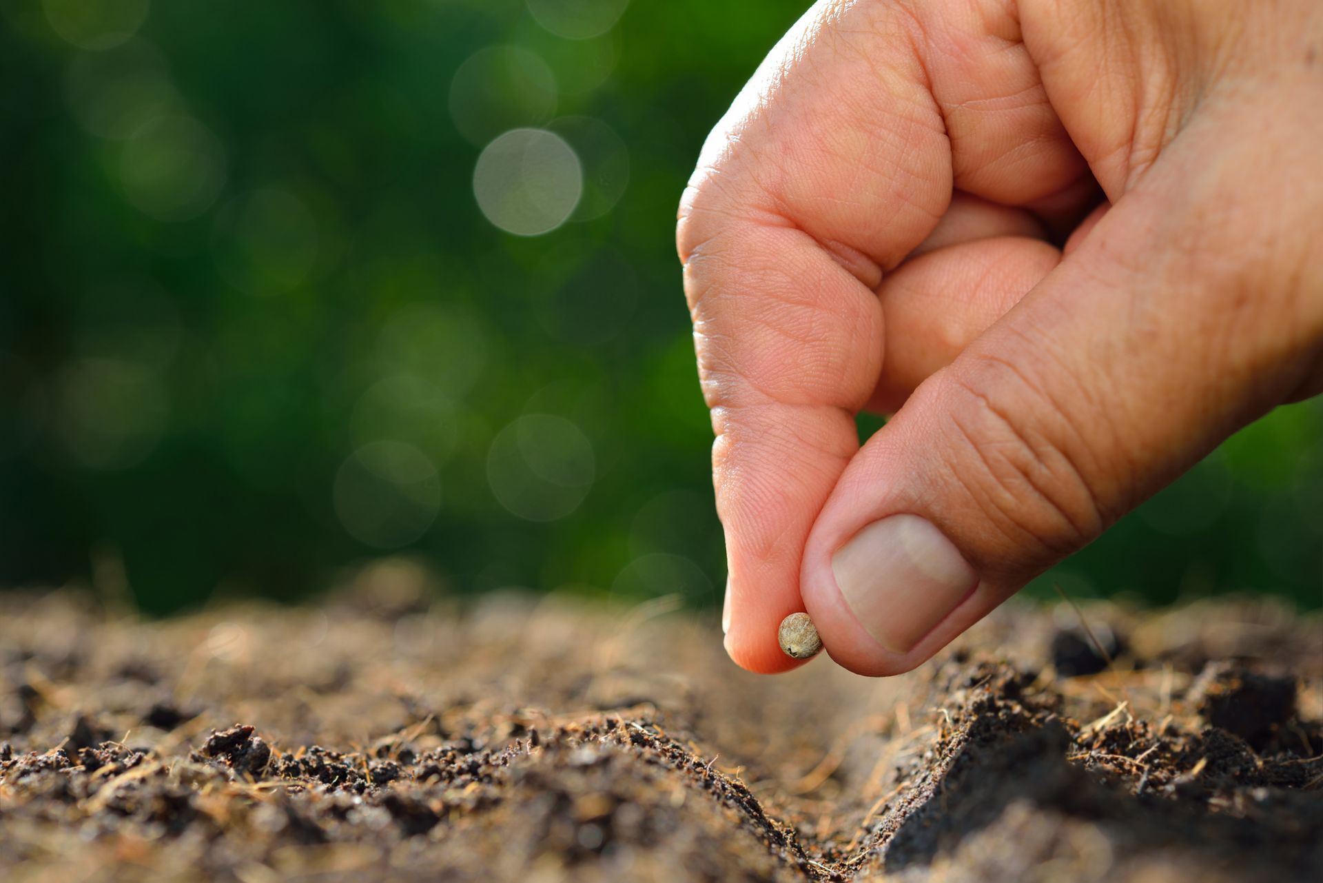 Hand planting a seed in dark soil; a blurred green background is visible.