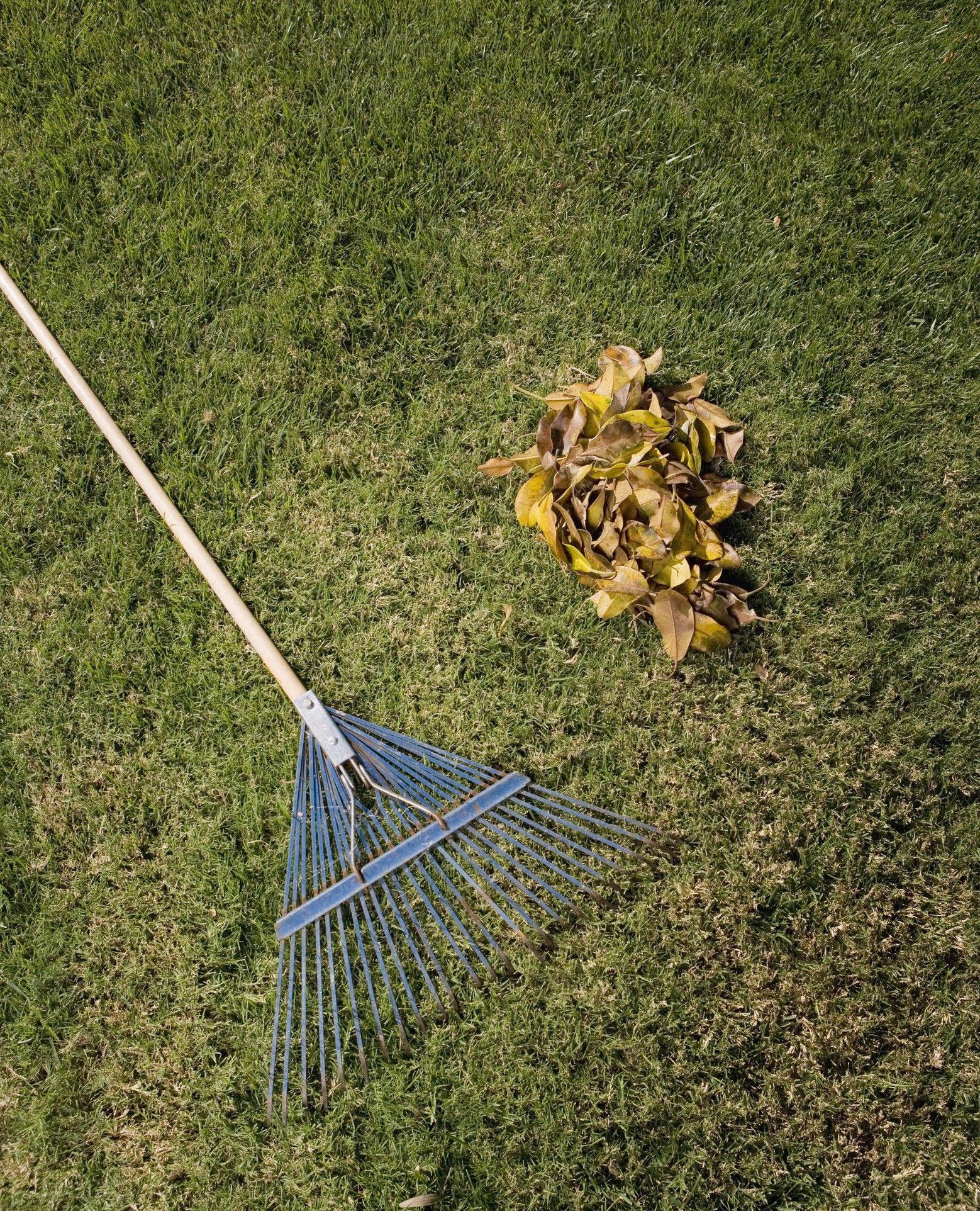 Rake on green grass next to a small pile of fallen leaves, ready for yard work.