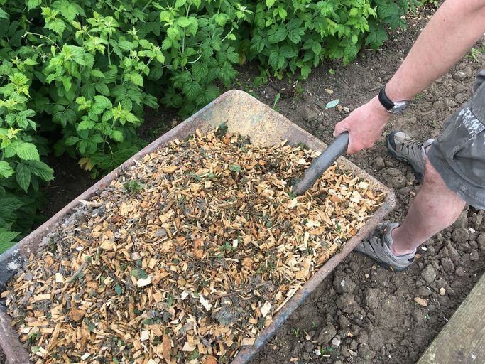 Person raking wood chips in a wheelbarrow in a garden.