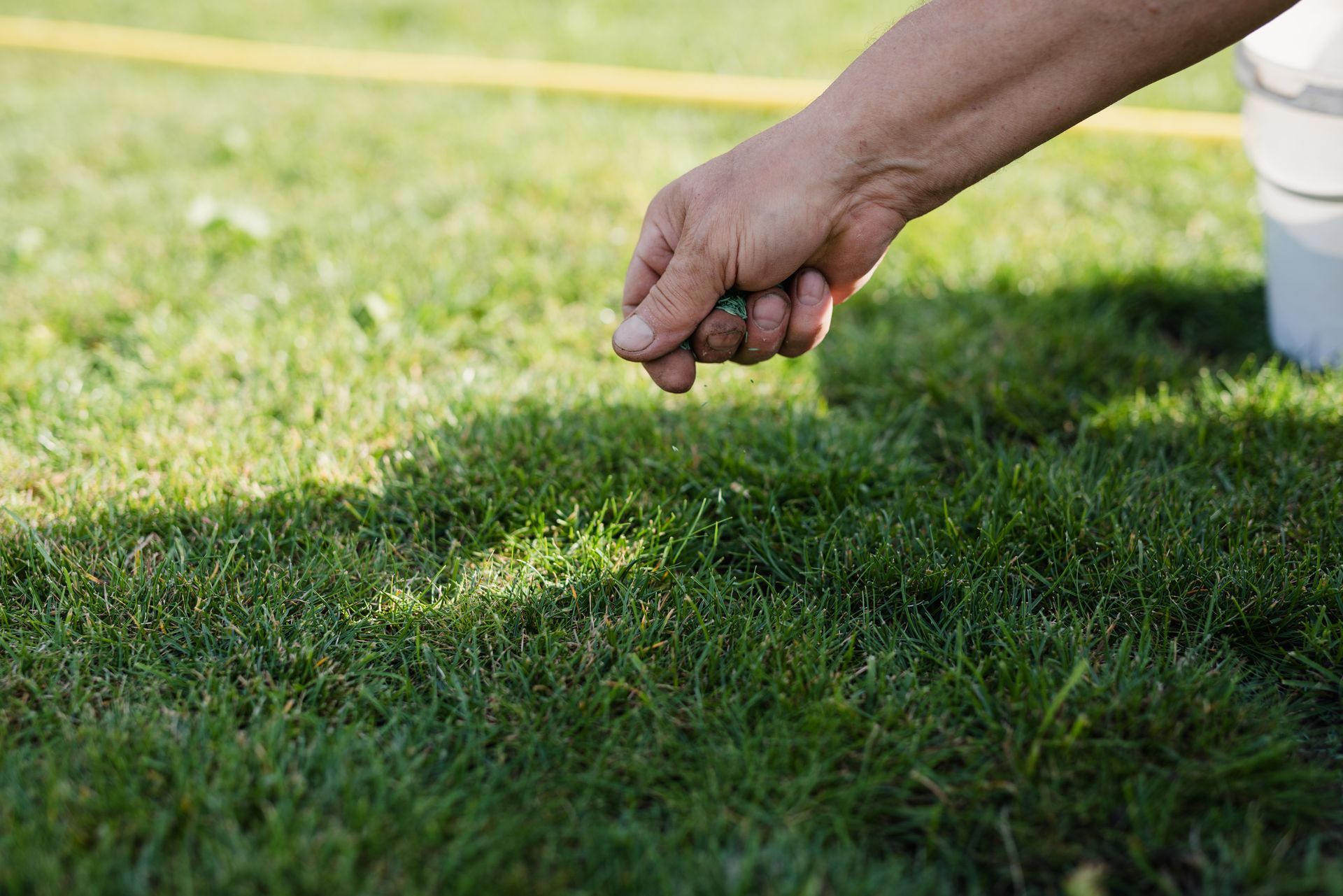 Hand scattering seeds onto a green lawn; a bucket sits nearby in sunlight.