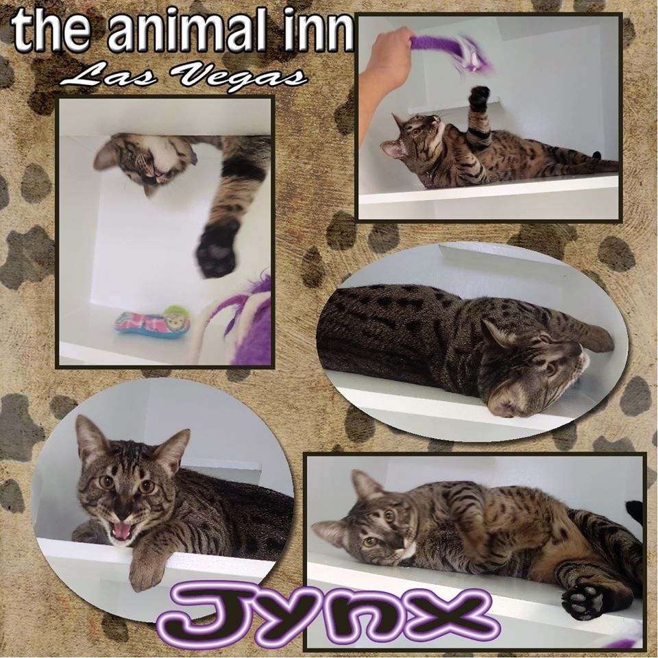 Jynx — Las Vegas Strip, NV — The Animal Inn