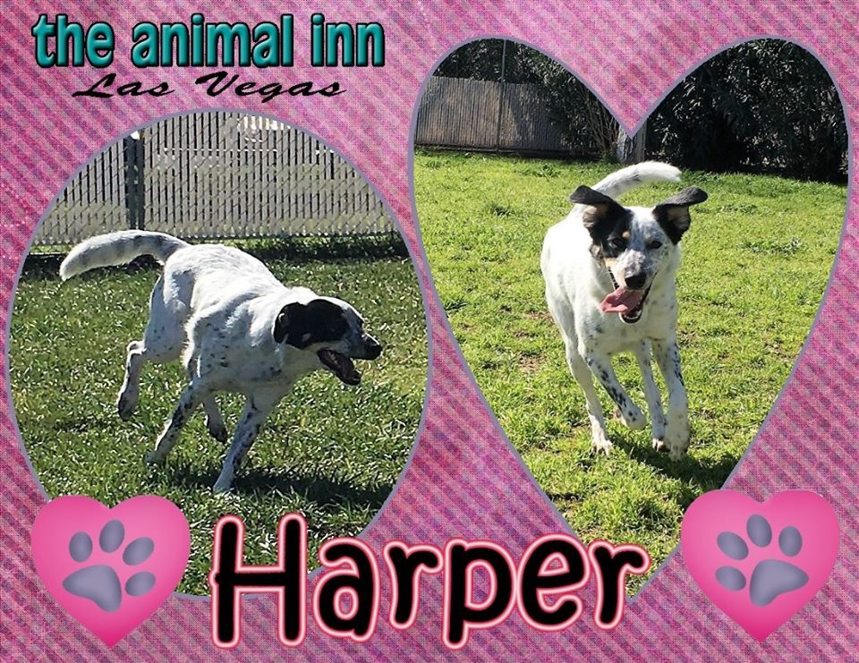 Harper — Las Vegas Strip, NV — The Animal Inn