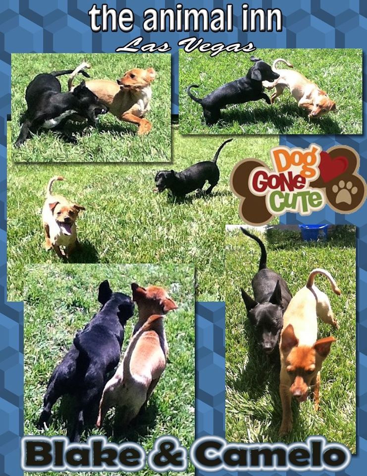 Blake and Camelo — Las Vegas Strip, NV — The Animal Inn