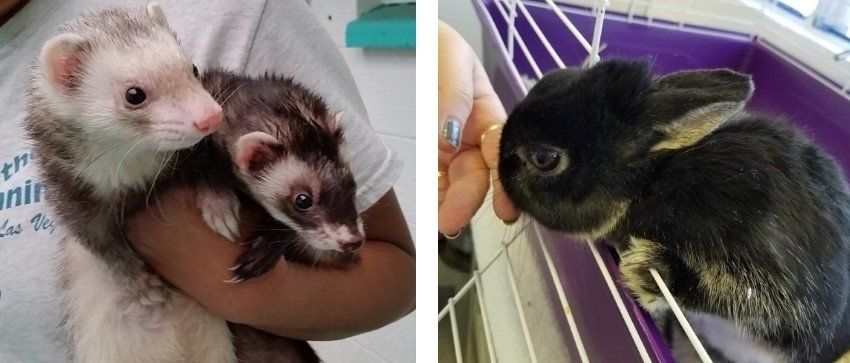 Ferret and Rabbit Care — Las Vegas, NV — The Animal Inn