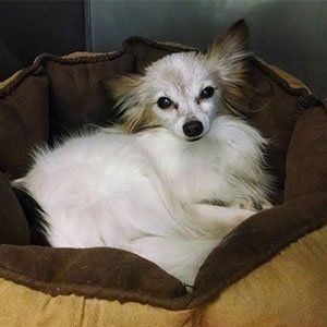Dog Resting in Dog Bed — Las Vegas, NV — The Animal Inn