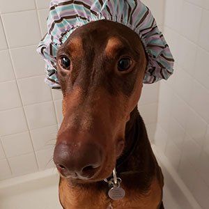 Dog Wearing a Shower Cap — Las Vegas, NV — The Animal Inn