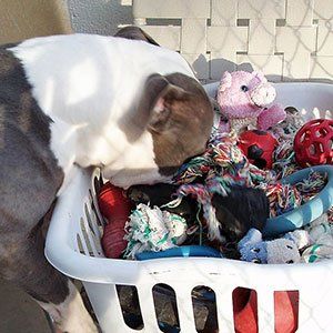 Dog Looking for a Chew Toy — Las Vegas, NV — The Animal Inn