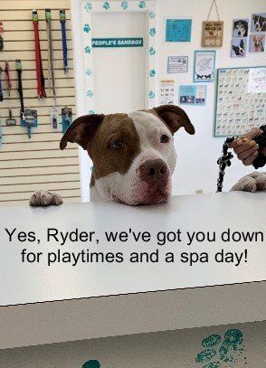 Dog Bath Scheduled — Las Vegas, NV — The Animal Inn