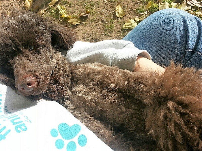 Local Pet Hotel Las Vegas Strip, NV The Animal Inn