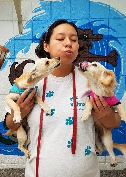 Local Pet Hotel Las Vegas Strip, NV The Animal Inn