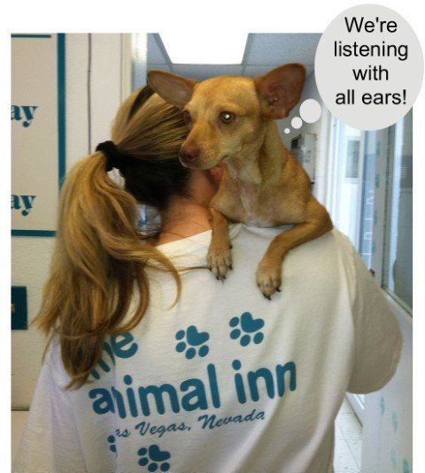 Dog Ear Cleaning — Las Vegas, NV — The Animal Inn