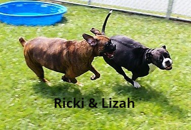 Dog Running In Play yard — Las Vegas, NV — The Animal Inn