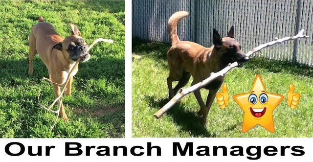 Dogs and Tree Branches — Las Vegas, NV — The Animal Inn