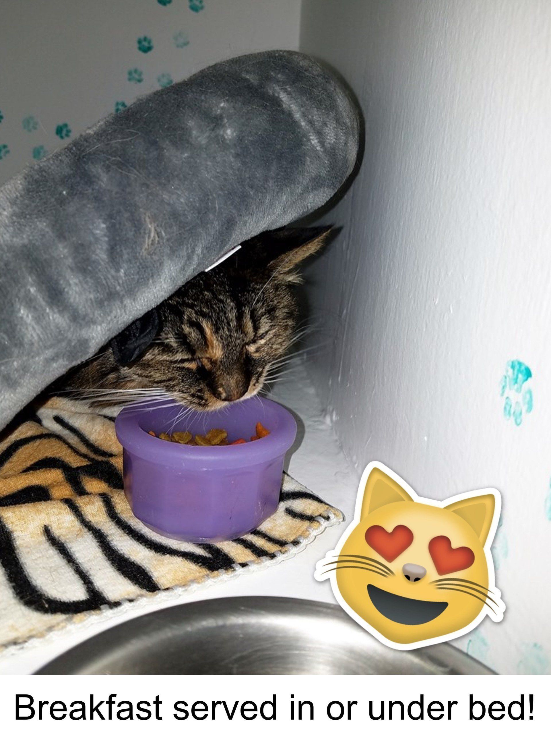 Cat Eating Under Bed — Las Vegas, NV — The Animal Inn