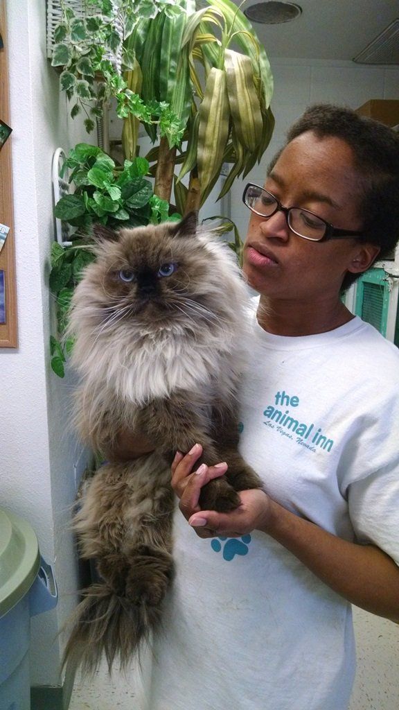 Cat Affection — Las Vegas, NV — The Animal Inn