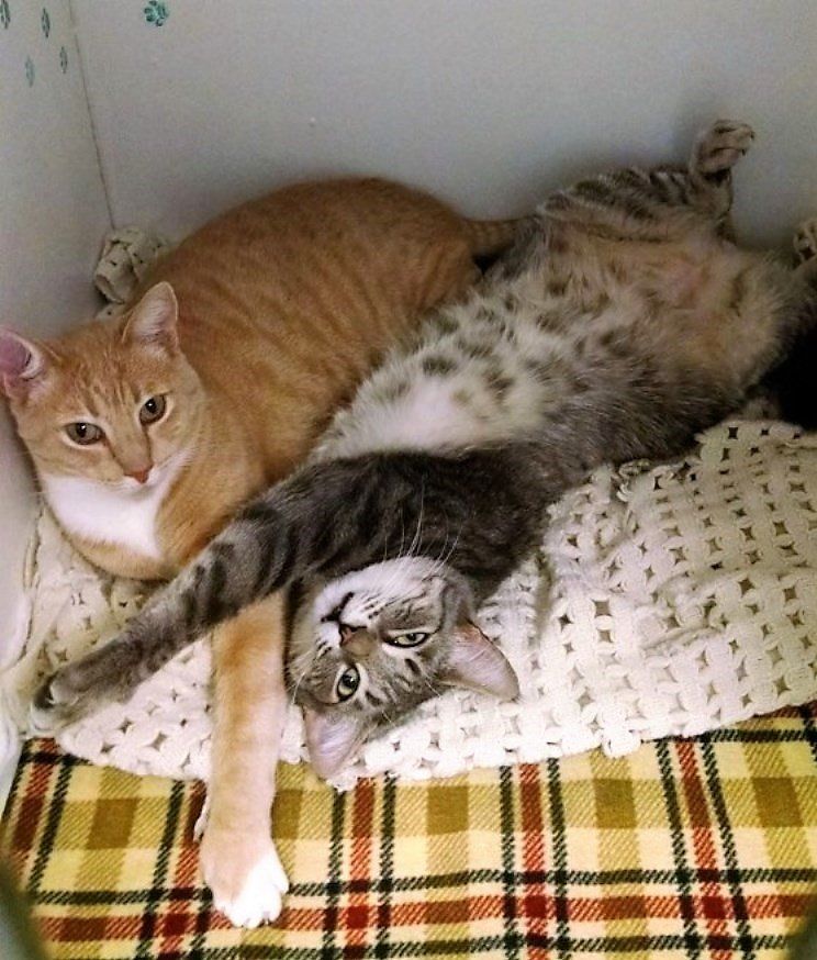 Cats Stretching in Condo — Las Vegas, NV — The Animal Inn