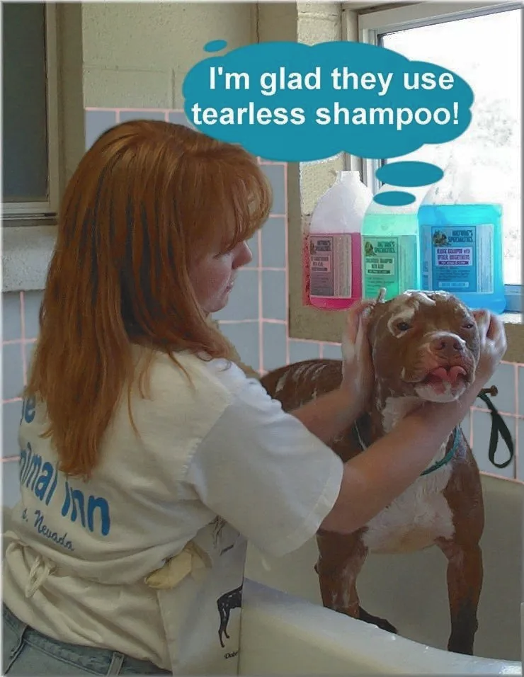 Woman Applying Shampoo To Dog — Las Vegas, NV — The Animal Inn