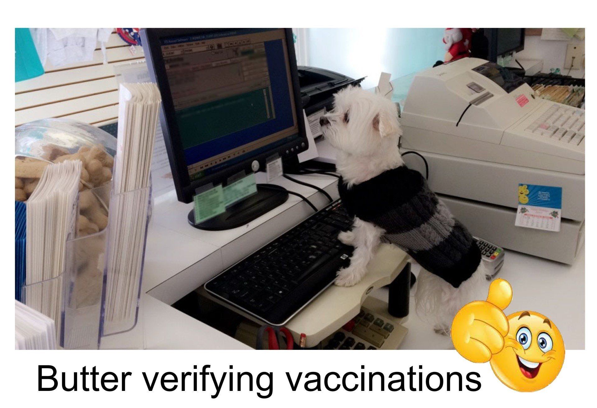 Dog Verify Vaccination Records — Las Vegas, NV — The Animal Inn