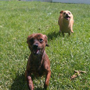 Dogs Running on the Grass — Las Vegas Strip, NV — The Animal Inn