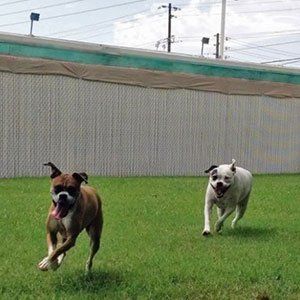 Dog Playing in Front Yard — Las Vegas Strip, NV — The Animal Inn