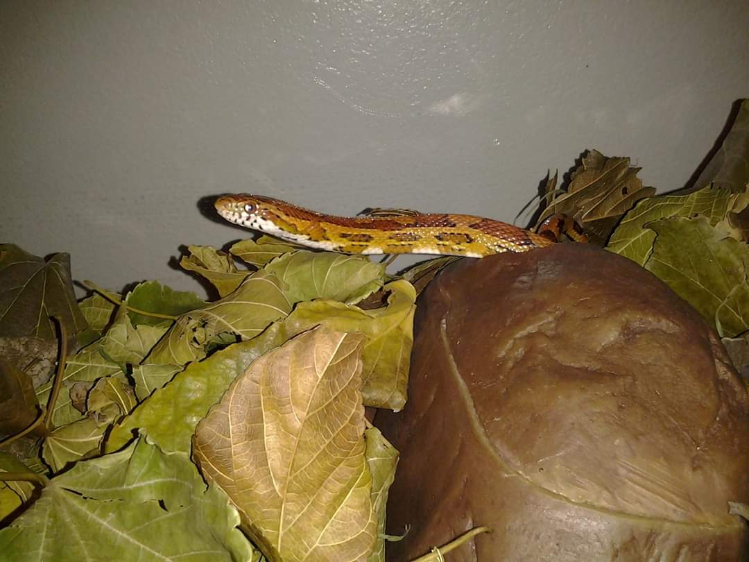 Pet Snake — Las Vegas Strip, NV — The Animal Inn