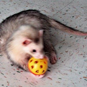 Pet Ferret — Las Vegas Strip, NV — The Animal Inn